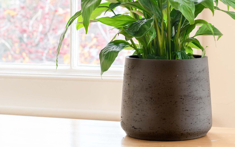 Indoor green plant placed in a modern dark ceramic planter by a window, adding a clean and natural touch to home interiors