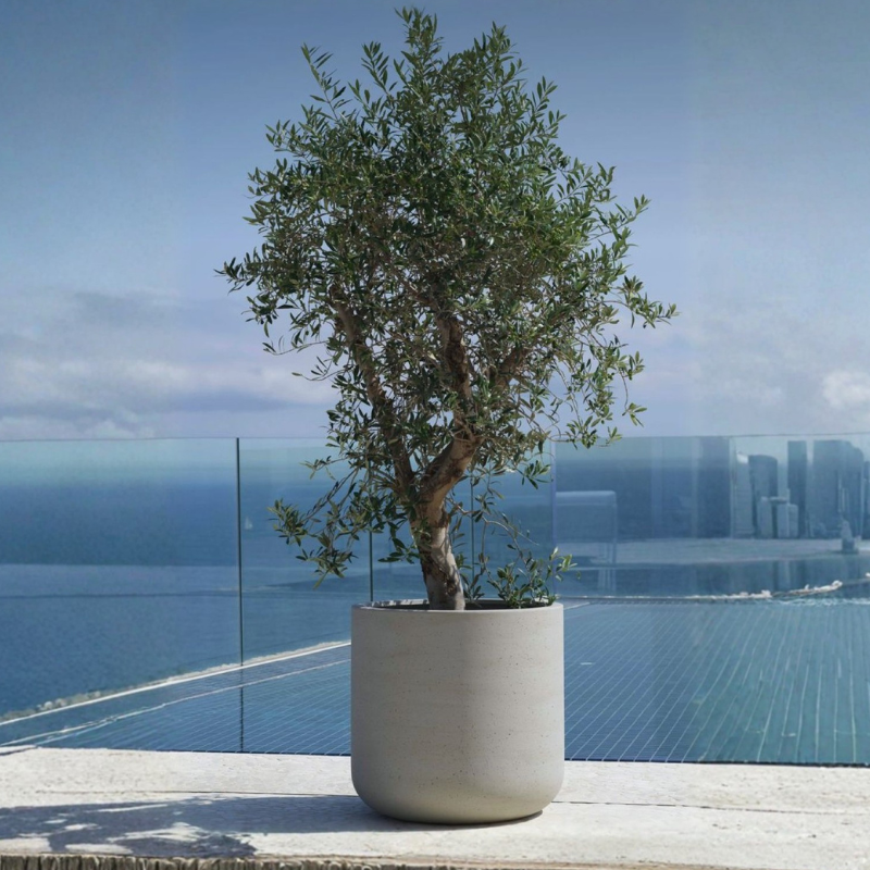 Outdoor olive tree planted in a modern round planter, creating a minimal luxury landscape look for contemporary homes